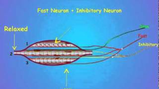 3 Invertebrate Motor Neurons [upl. by Tomkins]