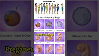 Human pregnancy stages week by week in moms womb ♥️shortvideo pregnancy cutebaby [upl. by Wilkinson]