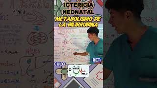 ICTERICIA NEONATAL FISIOPATOLOGÍA  GuiaMed pediatria medicina ictericia [upl. by Tamra246]