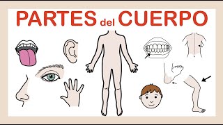 PARTES del CUERPO 👅👁 Vocabulario🦶🏽👄 ARASAAC [upl. by Ragouzis]