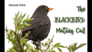 The Beautiful Relaxing Mating Call Of The Blackbird [upl. by Gudren]