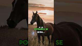 A la potranca se le da rienda suelta motivational frasess usa reflexiones [upl. by Ball]