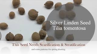 Tree Seed for September Planting  Gorgeous Silver Linden [upl. by Zelma956]