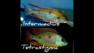 Haplochromines Otopharynx Tetrastigma Vs Tramitichromis Intermedius ID [upl. by Elleirol]