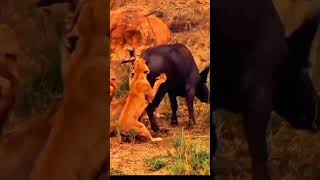 buffalo kill lionviral shortffightangry trendingvideo animals subscribemychannel [upl. by Allwein]