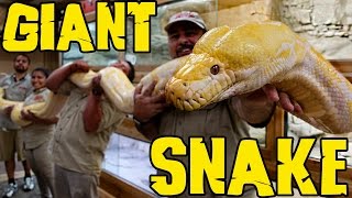 Measuring GIANT Snakes without a Snake Attack [upl. by Duj412]