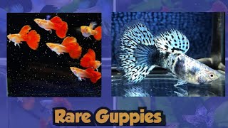 10 different strain of guppies that are very difficult to find  Rare strains of guppy fish [upl. by Etnuhs]