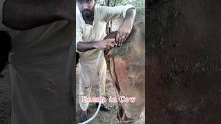 Enema in Cow youtube cowdisease cow farming drmohsin youtubeshorts [upl. by Itsrik]