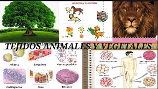 TEJIDOS ANIMALES Y VEGETALES [upl. by Mcloughlin]