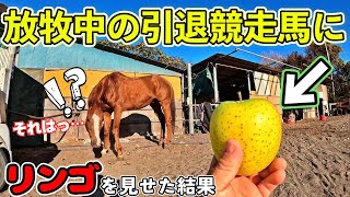 放牧中の引退競走馬が大好物のリンゴに気がついた時の反応が可愛すぎました…。【ツルマルボーイ様のシモベ】 [upl. by Raji865]