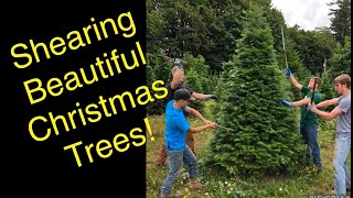 How to shear a Christmas tree Part 1 The basics [upl. by Ahmar]