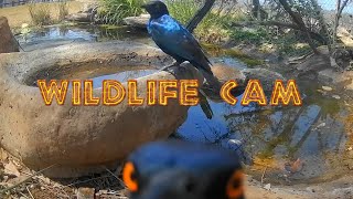 Wildlife cam 2024  Week 41  elephants new genet and pond life [upl. by Alain376]