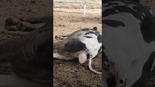 cow नमस्ते calf के delivery कॉलिंग इंडियंस [upl. by Hatch]