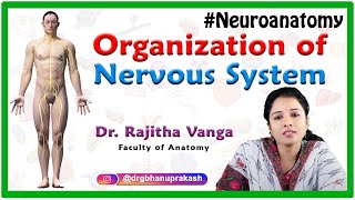 Organization of Nervous System  Neuroanatomy [upl. by Irneh]