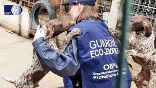 APERTE LE SELEZIONI PER DIVENTARE GUARDIA ZOOFILA OIPA [upl. by Riay256]