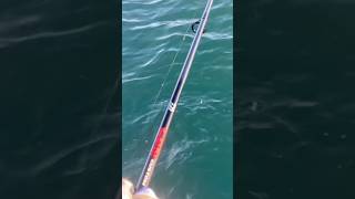 This 7’1 spinning rod from Daiwa is absolutely awesome for swimbaits up to 58 oz [upl. by Eelinnej]