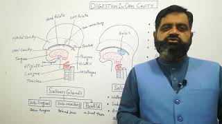 Digestion in oral cavity UrduHindi medium  Prof Masood fuzail Swallowing  Salivary GlandsSaliva [upl. by Afnin517]