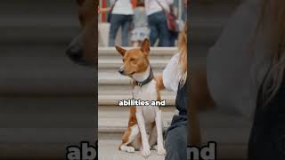 If you own a Basenji watch this video 🌟Basenji Basenjis BasenjiLove BasenijLife BasenjiLover [upl. by Fowler]