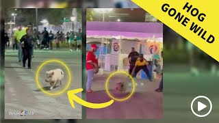 Caught on camera Pig goes “hog wild” after escaping Robinson’s Racing Pigs at Jacksonville Fair [upl. by Wettam415]