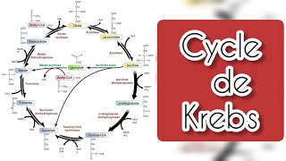 cycle de Krebs \ cycle d acide citrique [upl. by Caleb]