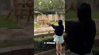 The orangutans mockery of the woman at the zoo [upl. by Atenaz]