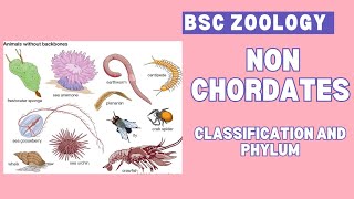 Non chordates  classification and phylum  Bsc  zoology 🪱🐛🐚🦀🦞🦐 🐌 🦋 [upl. by Flaherty]