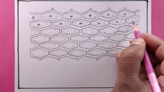 draw onion cellpractical workonion cell drawing [upl. by Bowne]