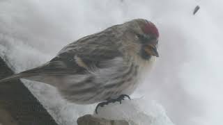 Common Redpoll Acanthis flammea  Majavatnet Grane Nordland Norway 2024 [upl. by Meg]