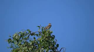 Dziwonia  Common rosefinch  Erythrina erythrina [upl. by Egroej]