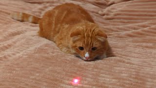 Cats Playtime with Laser Pointer Fun [upl. by Anyotal704]