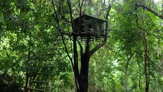 Full Video 30 days Solo Bushcraft Build a treetop shelter Survive in the Wild [upl. by Liebowitz256]