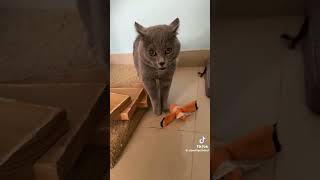 Cat Meowing Song Original Video By cloud9pethotel v On Tiktok v funnycats cat funny song [upl. by Boeschen]