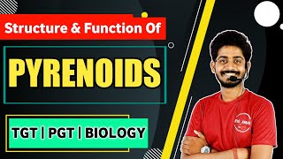 Pyrenoids In Algae  Structure and Function of Pyrinoids  Tgt pgt Biology By Bioaman Bhaiya [upl. by Veda]