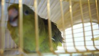 Lineolated parakeet sounds [upl. by Pickford]