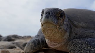 Why Female Turtles are Taking Over Raine Island  Planet Earth III Behind The Scenes  BBC Earth [upl. by Gad]