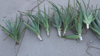 Repotting Your Aloe to Overwinter By Chopping The Whole Plant Down [upl. by Ojeillib]