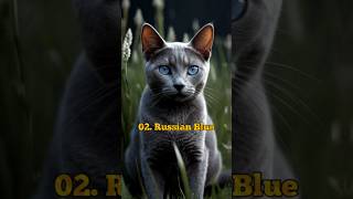 TOP 10 MOST BEAUTIFUL CAT BREEDS IN THE WORLD🌎 shorts ytshorts top10 cat breed beautiful [upl. by Aihsi827]