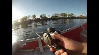 Trophy Northern Pike Black River Bay NY [upl. by Eelrihs]