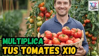 Multiplica tus Tomates en 10 dias Truco para Principiantes [upl. by Fassold74]