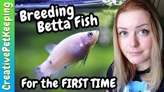 My thoughts about Breeding Betta Fish for BEGINNERS [upl. by Caria38]