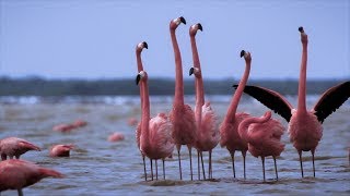 These Dancing Flamingos Know How to Draw Attention 4K [upl. by Maffa785]