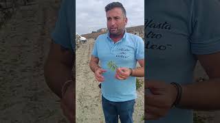 Explicación viña viticultura vino campiña jerezana vegetacion cepa [upl. by Aciraa]