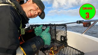 3rd haul of the norwegian lobsterseason Fishing for lobster Hummerfiske 2024 i Norge [upl. by Pass]