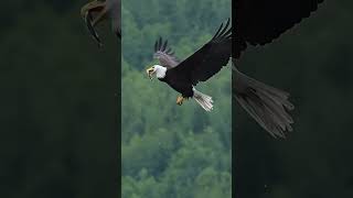 Bald Eagle catches and eats fish midair  Mark Smith Photography [upl. by Aynuat]