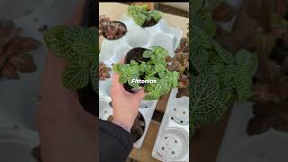 Easytofind terrarium plants [upl. by Munsey]