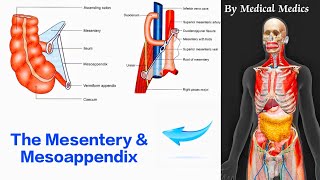 The Mesentery and Mesoappendix  Attachments and Contents  Medical Medics [upl. by Reyem]