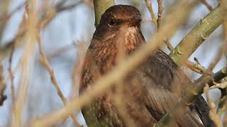 amsel  melancholische augenblicke [upl. by Drofdarb]