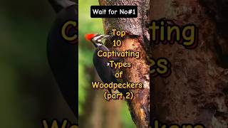 Top 10 captivating types of woodpeckers part 2 [upl. by Gratiana]