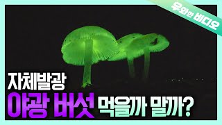 야광 버섯 국수버섯 독버섯이게 아니게┃Which Ones Poisonous Neon Mushroom or Clavaria Mushroom [upl. by Trilly377]