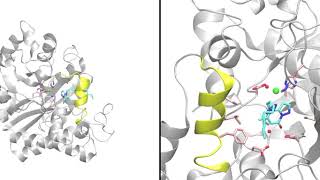 Ligand binding to the Adenosine Deaminase enzyme [upl. by Humo]